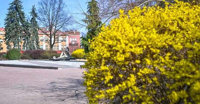 Harmonogram prac zieleniarskich w Częstochowie