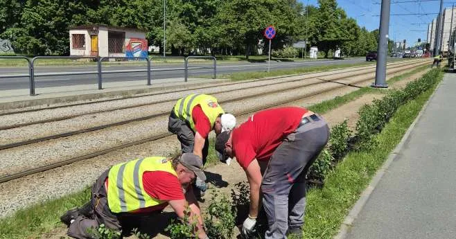 WZDŁUŻ LINII TRAMWAJOWYCH POSADZONO PONAD 1400 KRZEWÓW