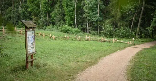 Głosowanie na nazwy alejek w Lasku Aniołowskim