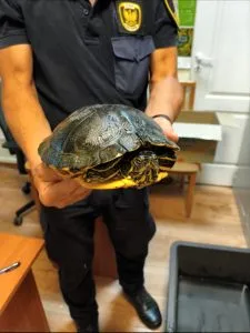 Żółw znaleziony przy ul. Zegarowej trafił do częstochowskiej Straży Miejskiej