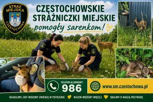 Interwencja Straży Miejskiej po zgłoszeniu dotyczących sarenek