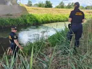 Interwencja straży miejskiej - kaczki uratowane na ulicy Fieldorfa-Nila